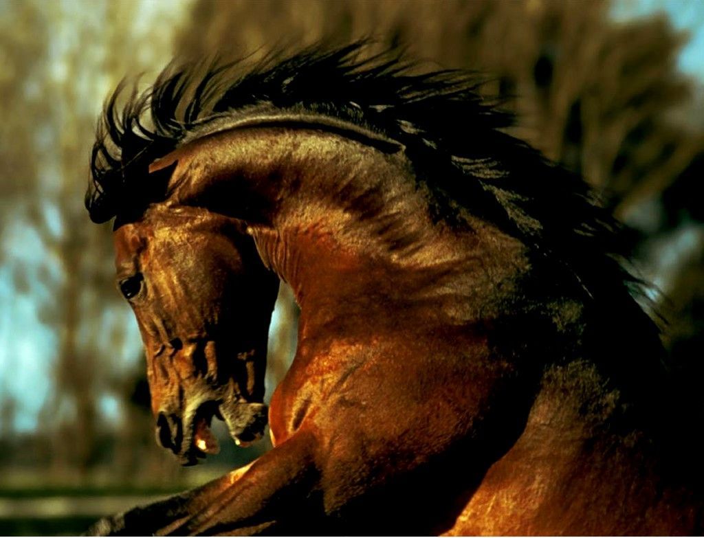 cheval cabré cheval cabre